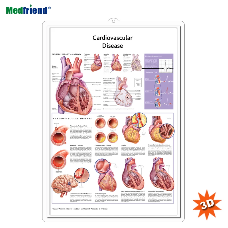 Wolters Kluwer Anatomical Chart Company