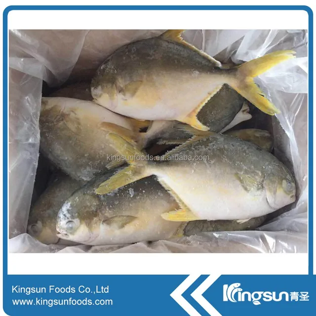 grade a frozen pompano golden pomfret