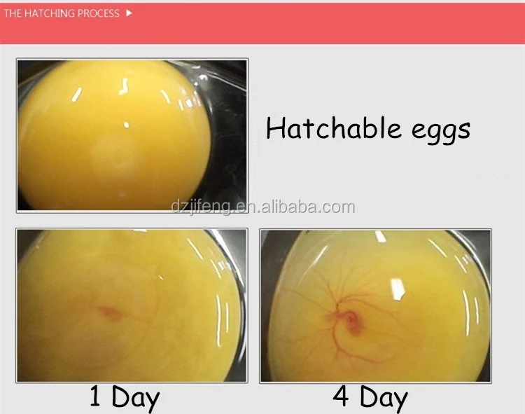 hatching eggs,poachedeggs ce proved machines hatching eggs in greece, chicken egg hatching