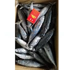 Seafrozen fish bonito skipjack tuna wholesale price