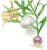garlic without germination from China/bulk china natural fresh white garlic