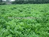 2018 Nutritional food natural alfalfa grass powder