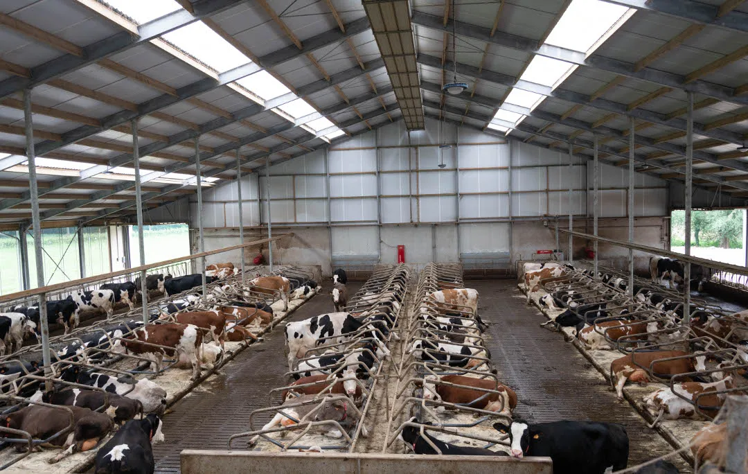 现代农业建筑钢框架光钢牛棚乳制品住房
