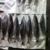 Thunnus tonggol Frozen northern bluefin tuna fish on sale