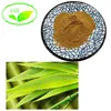 Supply Natural and Organic bamboo leaf extract/bamboo leaf extract powder Flavones 50%,Silica 70%