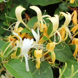honey suckle flower extract chlorogenic acid 98%, 99% hplc cas