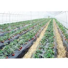 low priced serre per orto small greenhouse tomato seeds