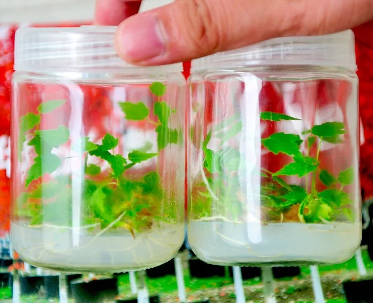 Various Kinds Glass Plant Tissue Culture Container Strawberry Tissue
