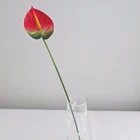 Natural Plants Product Type anthurium flowers and plants for sale