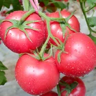 Range F1 Excellent Red 2 Quality Heat Resistance Tomato Seeds from China
