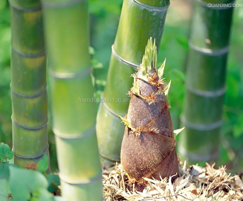 Fresh Dry Bamboo Shoot Buy Dried Bamboo Shoot,Fresh Bamboo Shoot