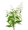 3g high gemination herbal plant Andrographis paniculata seeds