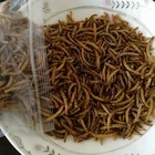 Bulk chicken Feed for dried mealworms,fish use meal worms dried