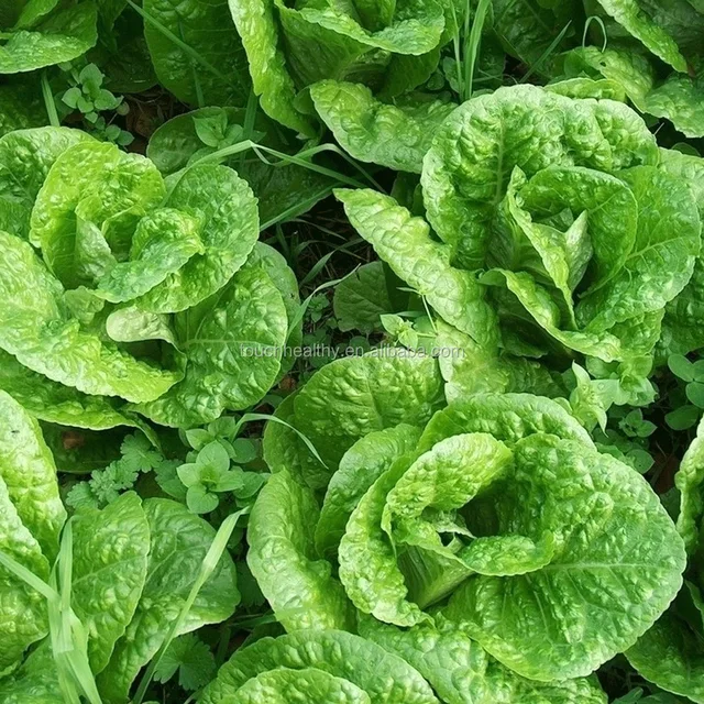 leaf lettuce seed