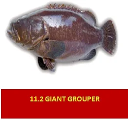 GAROUPA-garoupa Gigante