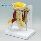 High Quality medical teaching Plsdtic Human Spine Anatomical Model With Nerve
