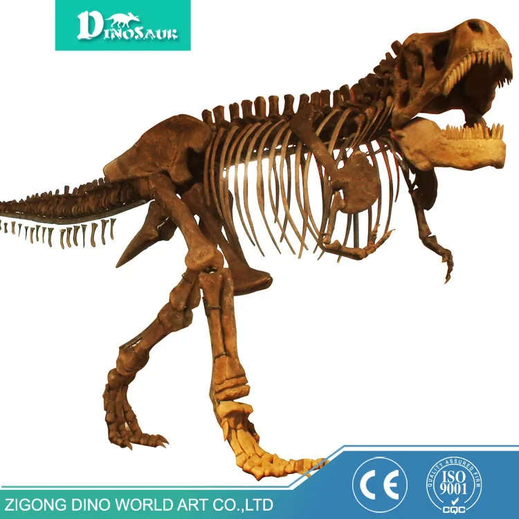 buy t rex skeleton