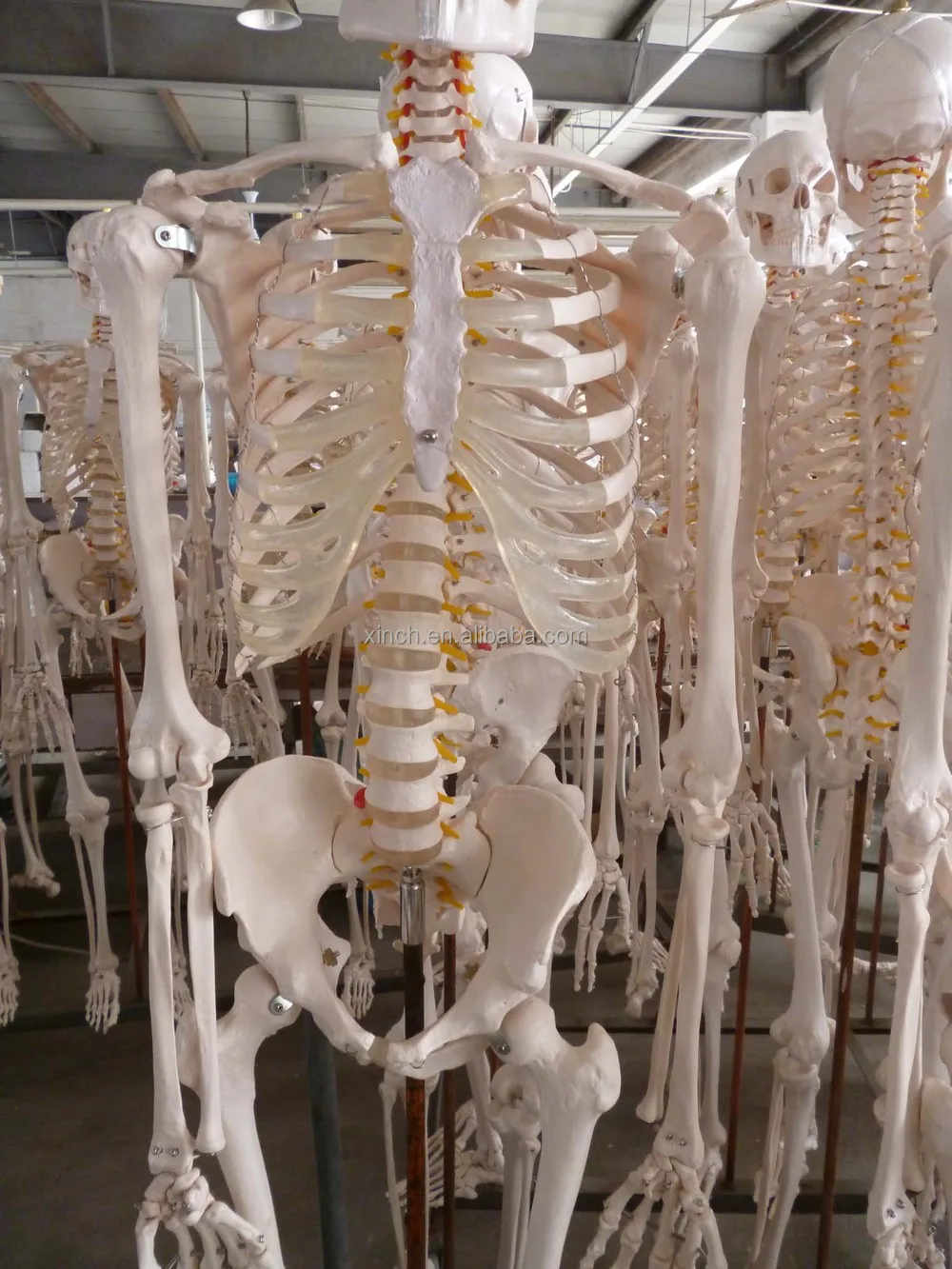 Life size 180 Cm Cheap Plastic Skeleton For Sale From Shanghai View
