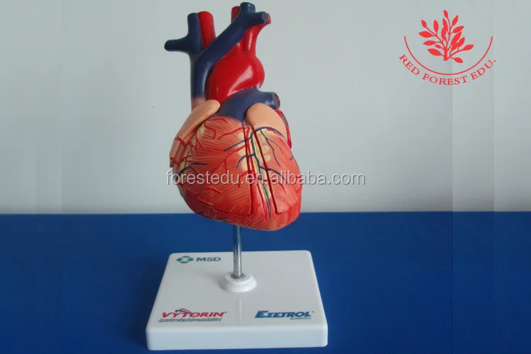 teaching resource plastic anatomical model enlarged heart model