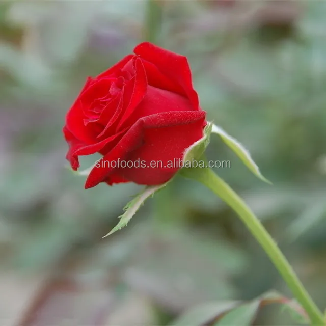 meigui zhong zi red flower rose red rose seeds