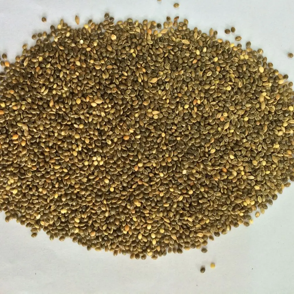 factory price red white yellow millet spray seeds bird factory price red white yellow millet spray seeds bird