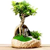 /product-detail/s-shaped-ficus-ginseng-microcarpa-bonsai-tree-banyan-ficus-indoor-ornamental-decorative-plants-nursery-60357291313.html