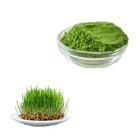 100% Pure Natural Certify Organic Wheatgrass Juice Powder for Health and Beauty
