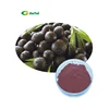 /product-detail/4-1-10-1-freeze-dried-acai-berry-powder-acai-berry-extract-bulk-powder-1666999794.html