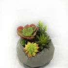 Plastic Material Succulent For Pot Planter Popular trend customized Wholesale Artificial Succulent Plants