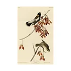 Free Shipping John James Audubon Giclee Canvas Print Paintings Poster Reproduction Fine Art Wall Decor( Rice Bird)