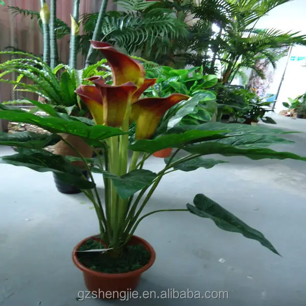 calla lily plants