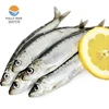 HALAL Frozen sardine fish whole round with cheap price fish food