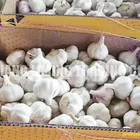 Garlic Garlic Export Garlic 2020 Selling The Best Quality Cost-effective Products Fresh Garlic
