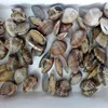 frozen fresh short necked clam(latin name: Ruditapes philippinarum )