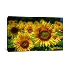 Natural scenery beautiful sunflowers field floral art picture canvas print wholesale