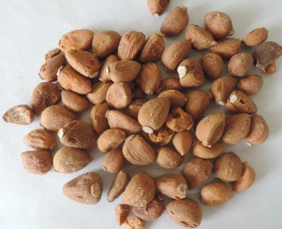 High Quality Dried Roasted Garlic Clove Granules Buy Garlic Clove