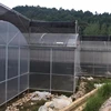/product-detail/tropical-greenhouse-for-agriculture-with-insect-net-60802760495.html