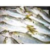 Frozen Big Yellow Croaker Dotted Gizzard Shad 100g Under
