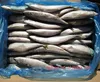 Healthy Sea Food Dried Whole Round Frozen Pacific Mackerel Fish