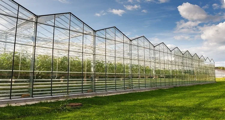 venlo type glass greenhouse for vegetables