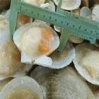 high quality IQF frozen half shell with roe sea scallop