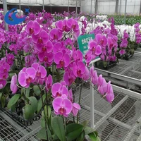 Multi Span Industrial Greenhouse Seedbed Frame
