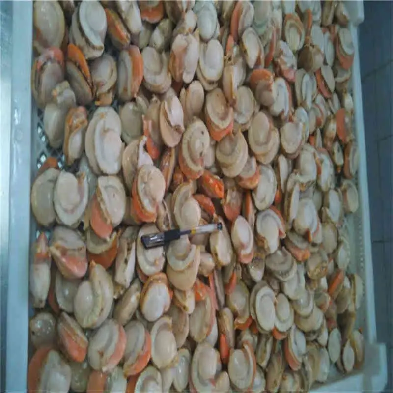 Origin China Russian Scallops Scallop Shirt