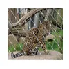 Zoo wire rope mesh 316 316L stainless steel flexible wire mesh netting for bird aviary