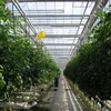 /product-detail/big-size-indoor-hydroponics-durable-mylar-plant-grow-tent-62000937892.html