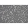 Terrazzo With Granite Stone Glass Flooring Tiles Pricing