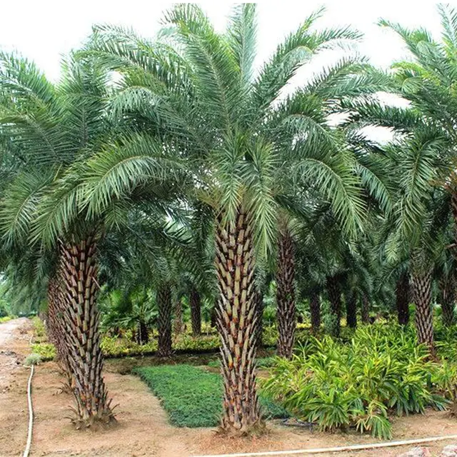 phoenix sylvestris trees