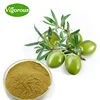 10%Hydroxytyrosol Olea europaea leaf extract powder