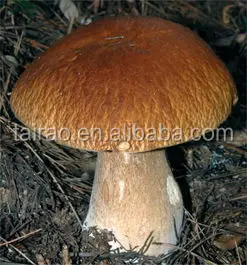 truffles mushrooms price found with Douglas firs and redwoods