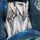 Frozen Pacific Mackerel saba fish china seafood factory